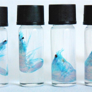 Diaphonized SHRIMP, wet specimen, diaphonization prawn, Caridea, Crustacean. oddity stocking stuffer  Classic Purple/Blue