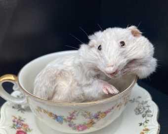 Winter White Rare Hamsters For Sale Adorable Syrian Hamster Suffed