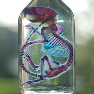 Classic Purple/Blue Diaphonized MOUSE, wet specimen, diaphonization.