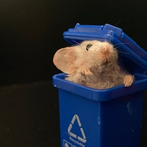 XS Mummified Mouse in Mini Trashcan, super kawaii cute pocket pet