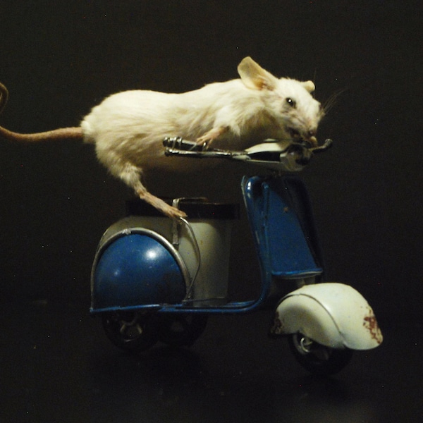 Mouse on a scooter, taxidermy display