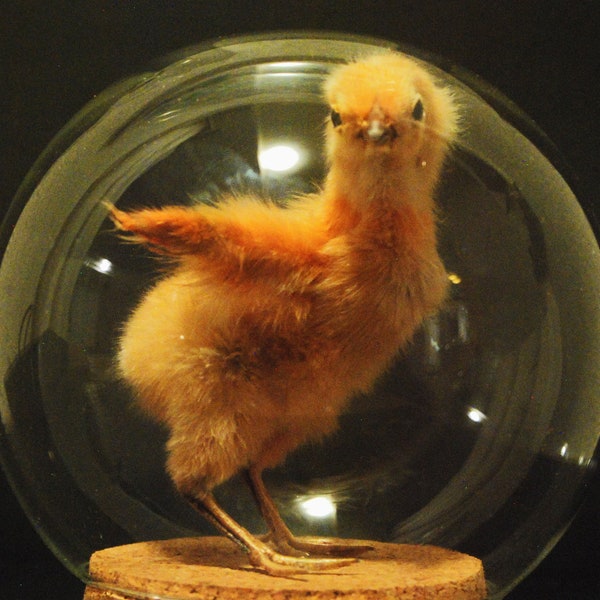 Taxidermie poulet « vous regardant » dans un dôme de verre, poussin, yeux féroces, décor orange mignon, amusement gothique macabre, taxidermie d’origine éthique