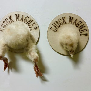 Küken Kopf oder Hintern Kühlschrankmagnet: Taxiderpy Curiosity Decor