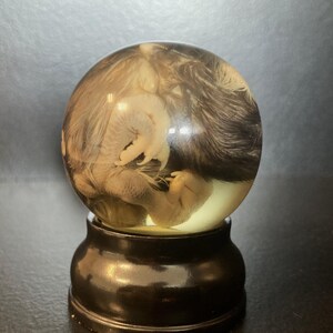 Deformed Real Chick Wet Specimens in Glass Globes - Ethically Sourced, Unique Memorial Art