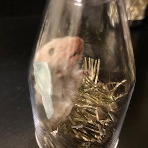 Mummified Mouse in Champagne Bottle - Ethically Sourced Holiday Decor