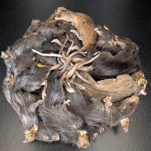 The king, mummified mice wall decor