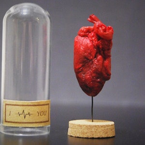 XL Herzen in einer Glasglocke / Kuppel / Cloche, Label, echtes präpariertes Herz, mumifiziert, Ente Bild 9