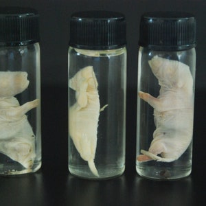 Bissected mouse specimen, wet preserved, educational science, Dissection, anatomy, mature content