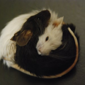 May include: Two mice, one black and white, the other white, are curled together. The black and white mouse has a dark head and a white body. The white mouse is nestled in the black and white mouse's fur. The image is a close-up.