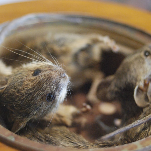 2 mice in a vintage barometer, wall hanger, taxidermy diorama, shadowbox