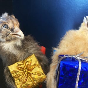 Mummified Baby Chicken on a Chair Holding a Birthday or Christmas Gift – The Ultimate Gag Gift!