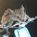 Avatar belonging to JermyTaxidermy