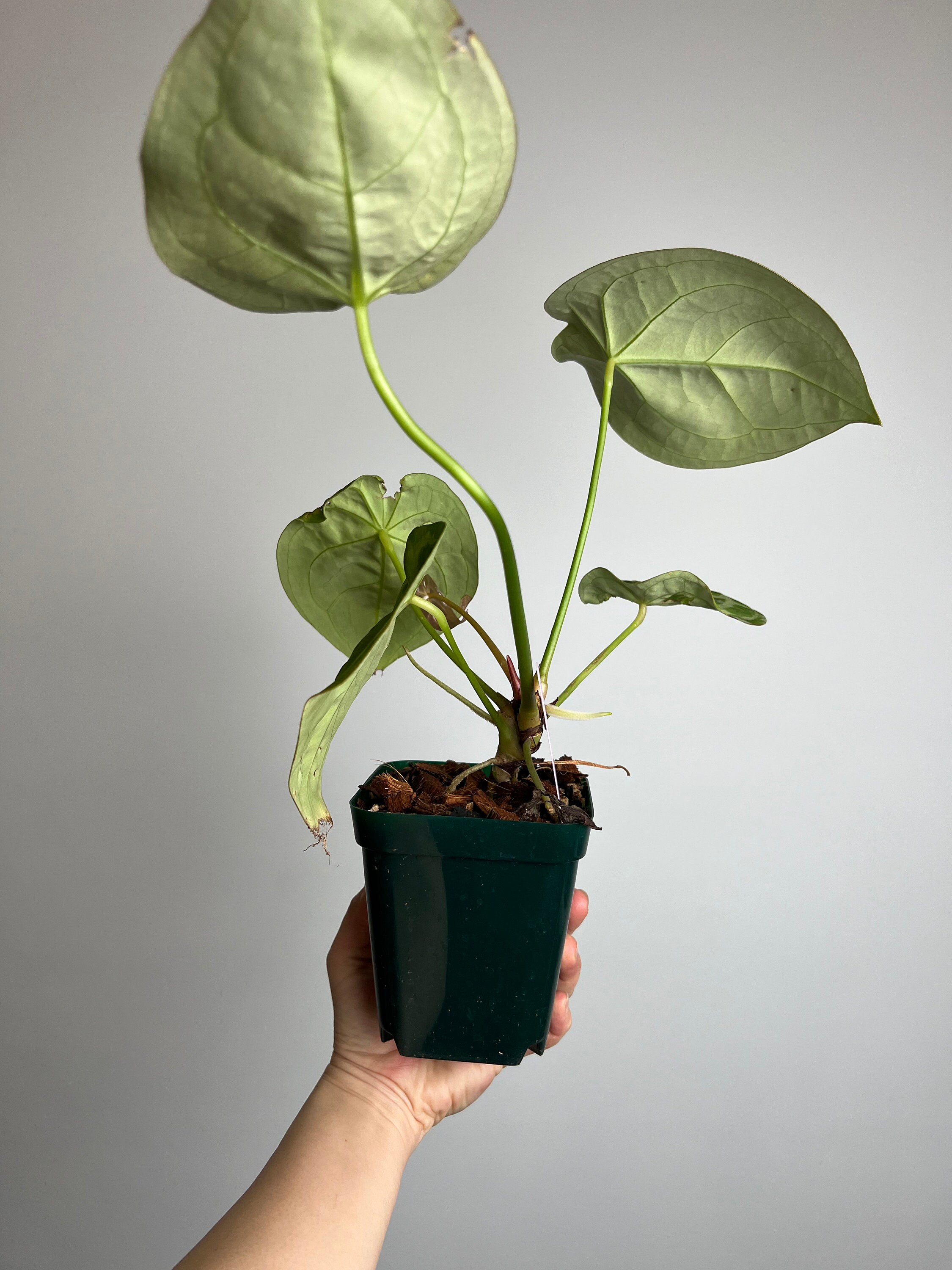 その他観葉植物 Anthurium dorayaki silver x forgetii Anthurium Dorayaki X Forgetii Seedling - Hybrid Aroid