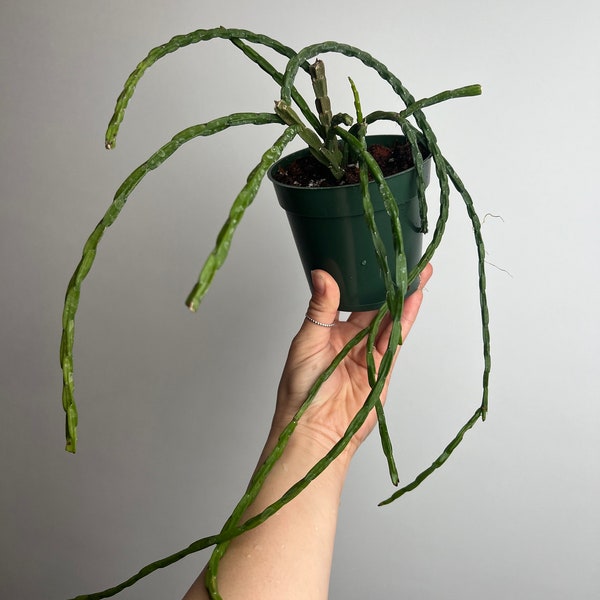 Rhipsalis paradoxa var catenulata – Chain Cactus jungle epiphyte plant