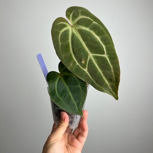 Anthurium Forgetii x Carlablackiae (Amanda) x Besseae aff seedling - seed grown hybrid- exact plant