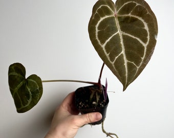 Anthurium Magx x Self -  exact plant seedling