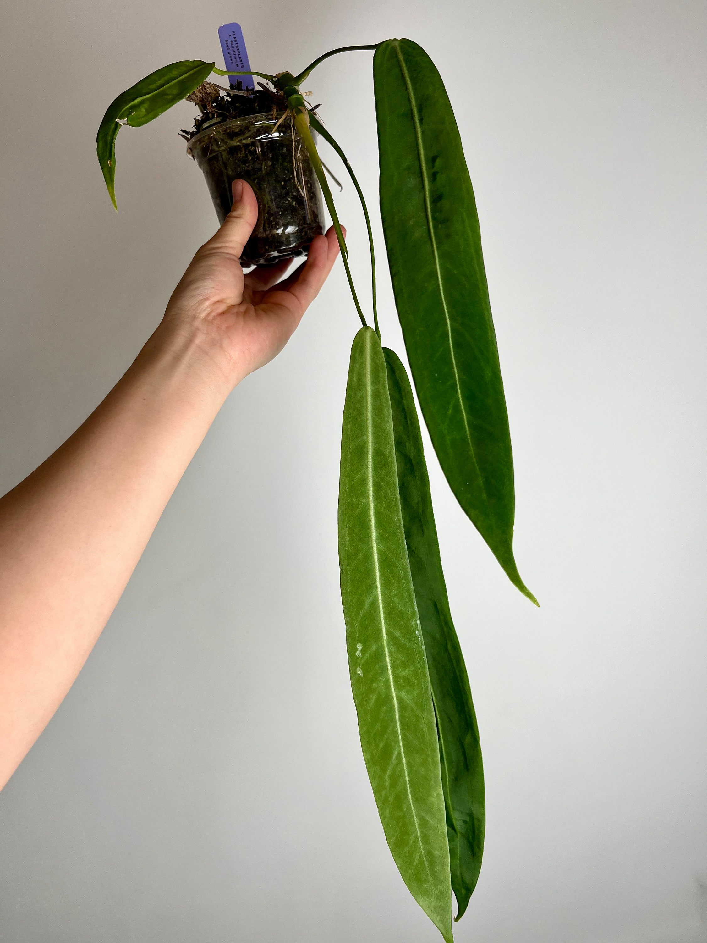 dieffenbachia camilla Dieffenbachia Camilla - Dumb Cane main image 1