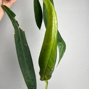 Anthurium Wendlingeri XL Strap leaf Seed Grown Established plant NSE image 5