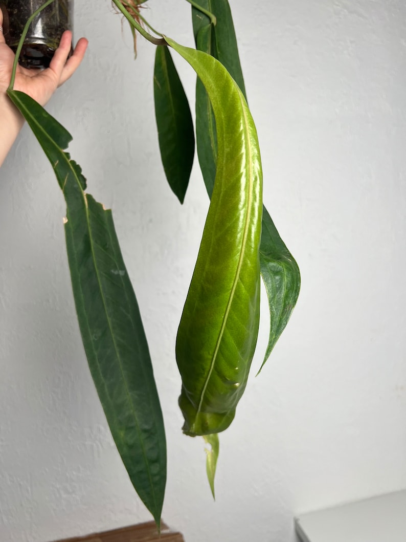 Anthurium Wendlingeri XL Strap leaf Seed Grown Established plant NSE image 5