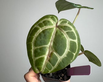 Anthurium Doc Block F2 X Tezula Red Crystal Seed Grown