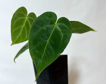Anthurium crystallinum x papillilaminum  - seed grown hybrid Velvet Anthurium - Aroid Plant