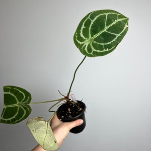 Anthurium Crysmag x forgetii-  seed grown