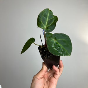 Anthurium Forgetii x Carlablackiae (Amanda) x Besseae aff seedling - seed grown hybrid- exact plant