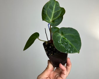 Anthurium Forgetii x Carlablackiae (Amanda) x Besseae aff seedling - seed grown hybrid- exact plant