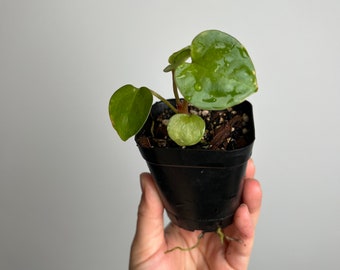 Anthurium Magx x Luxurians small seedling - hybrid aroid