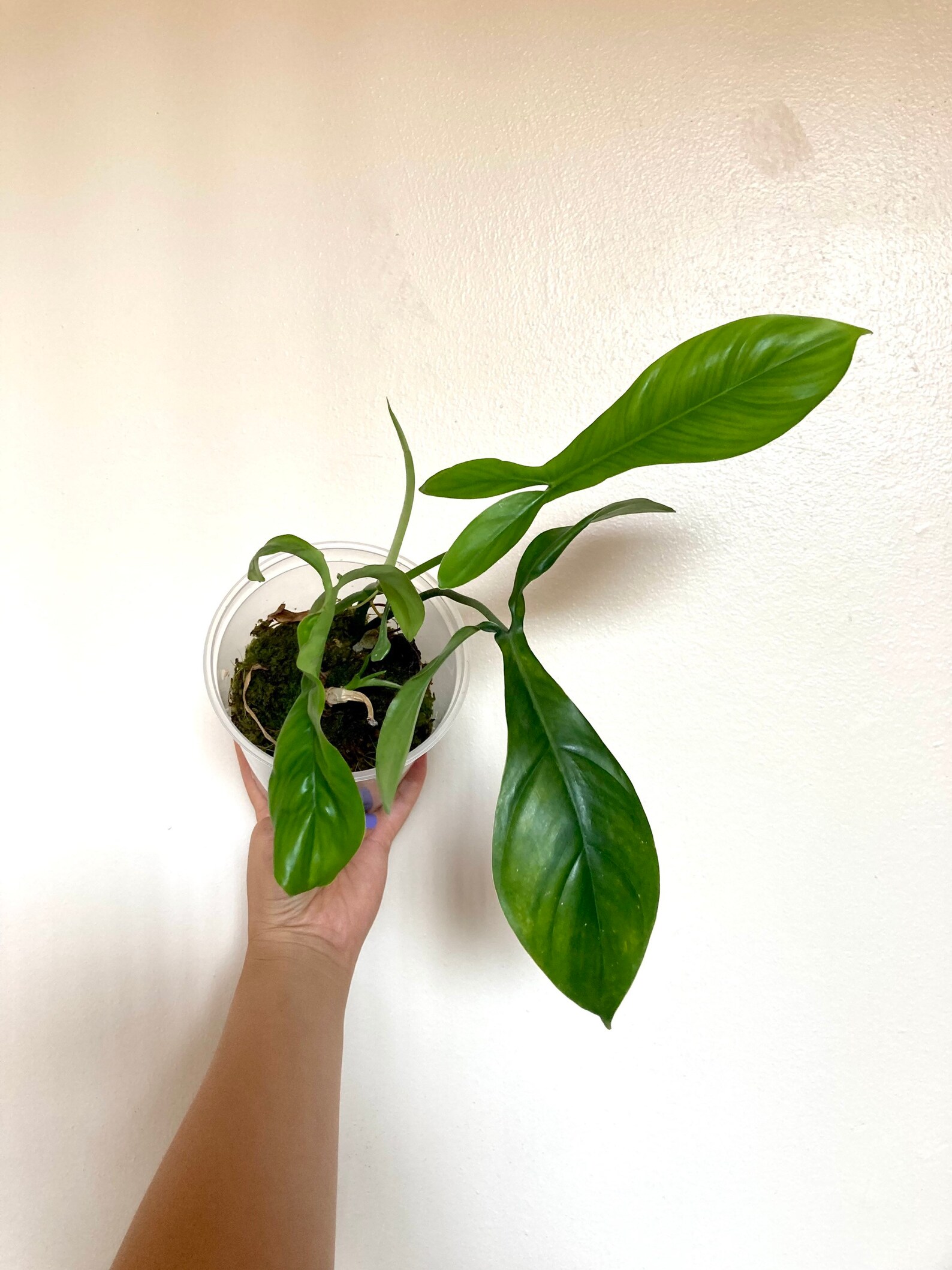 Philodendron 69686 plant Aroid Plant | Etsy