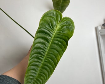 Anthurium Veitchii XL   - Tropical Aroid plant