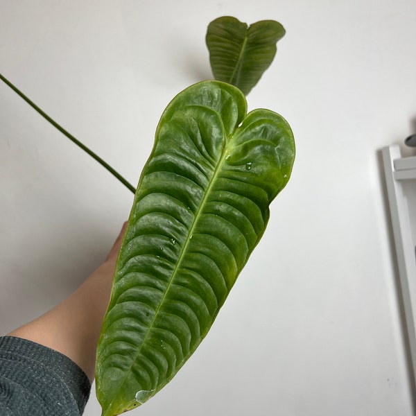 Anthurium Veitchii XL   - Tropical Aroid plant