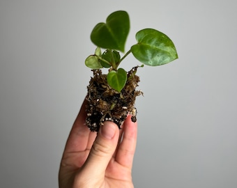 Anthurium Dorayaki x Ace of a Spades  small Seedling - seed grown hybrid