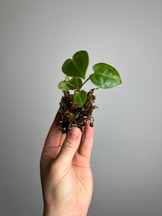 Anthurium Dorayaki X Ace of a Spades Small Seedling - Seed Grown