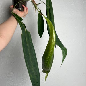 Anthurium Wendlingeri XL Strap leaf Seed Grown Established plant NSE image 8