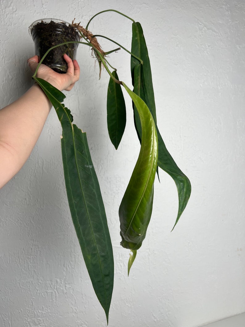 Anthurium Wendlingeri XL Strap leaf Seed Grown Established plant NSE image 8