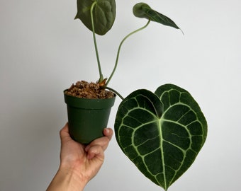 Anthurium Clarinervium  Seed Grown Tropical plant