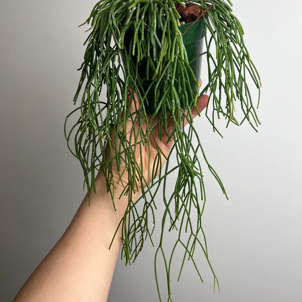 Rhipsalis Clavata - tropical epiphyte plant Jungle cactus 4” pot