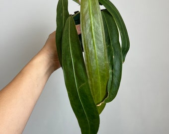 Anthurium Wendlingeri - Strap leaf Seed Grown - Established plant