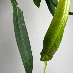 Anthurium Wendlingeri XL Strap leaf Seed Grown Established plant NSE image 6