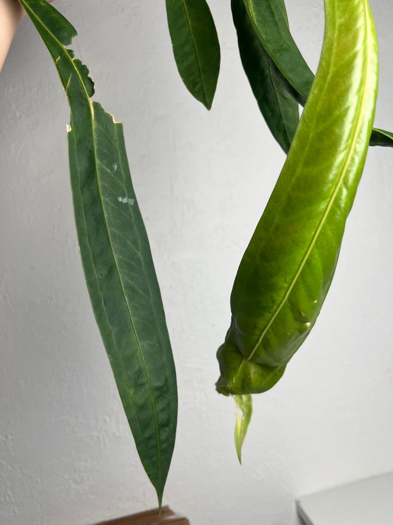 Anthurium Wendlingeri XL Strap leaf Seed Grown Established plant NSE image 6