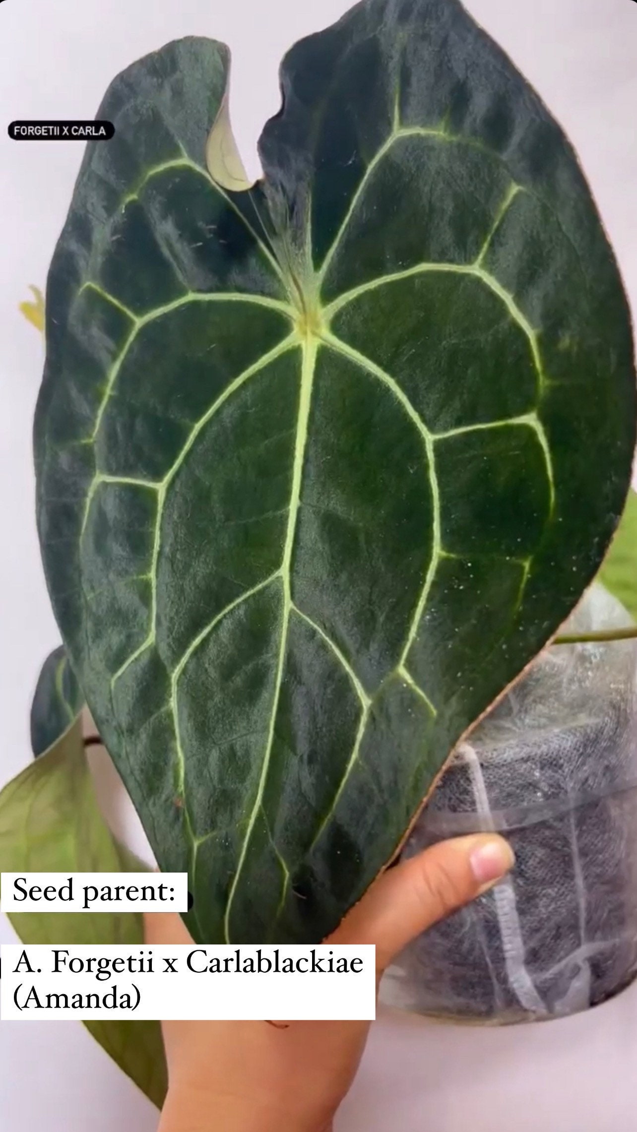 Anthurium Forgetii X Carlablackiae (amanda) X Besseae Aff