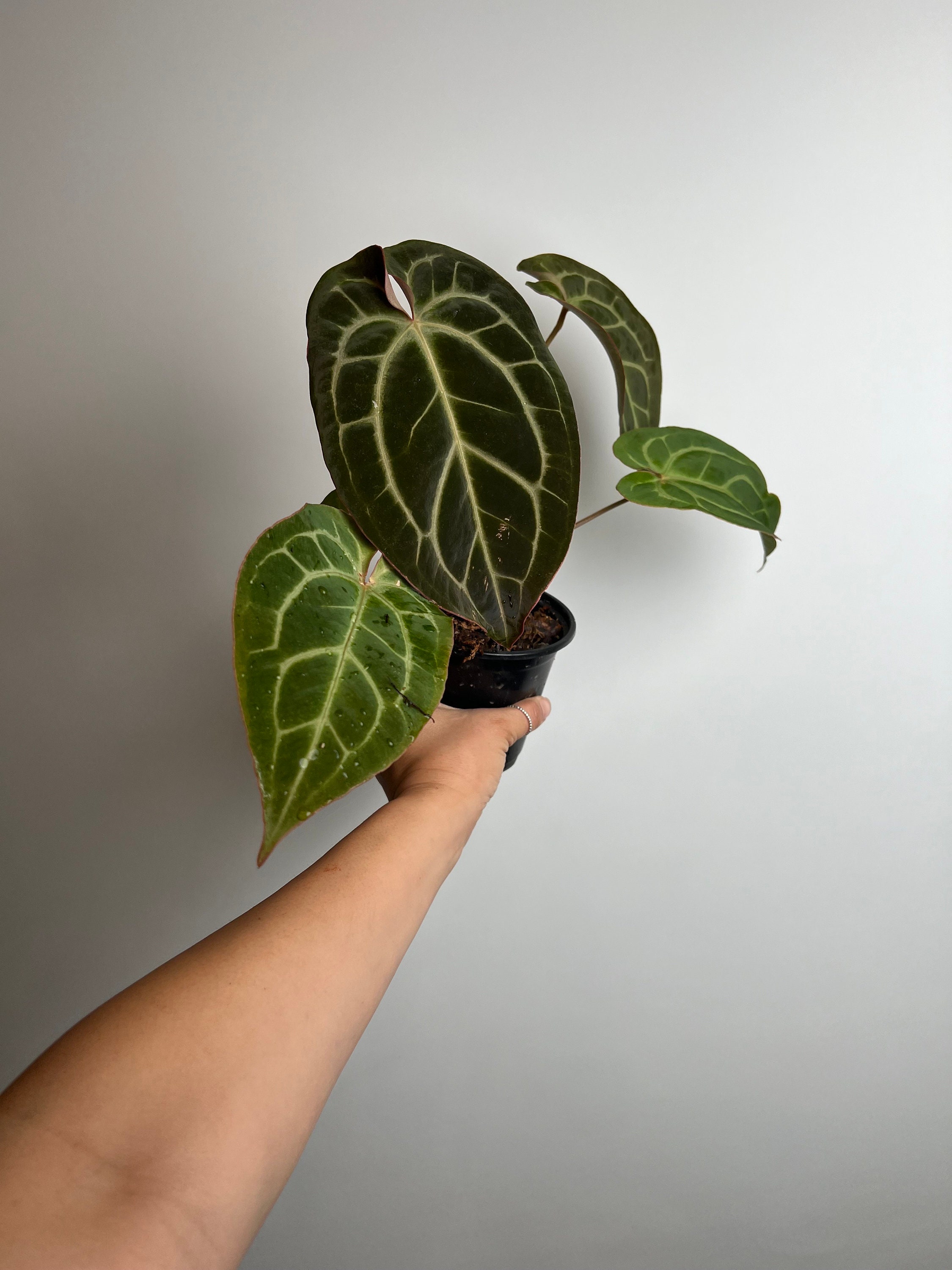 Anthurium Forgetii X Carlablackiae (amanda) X Besseae Aff Seedling