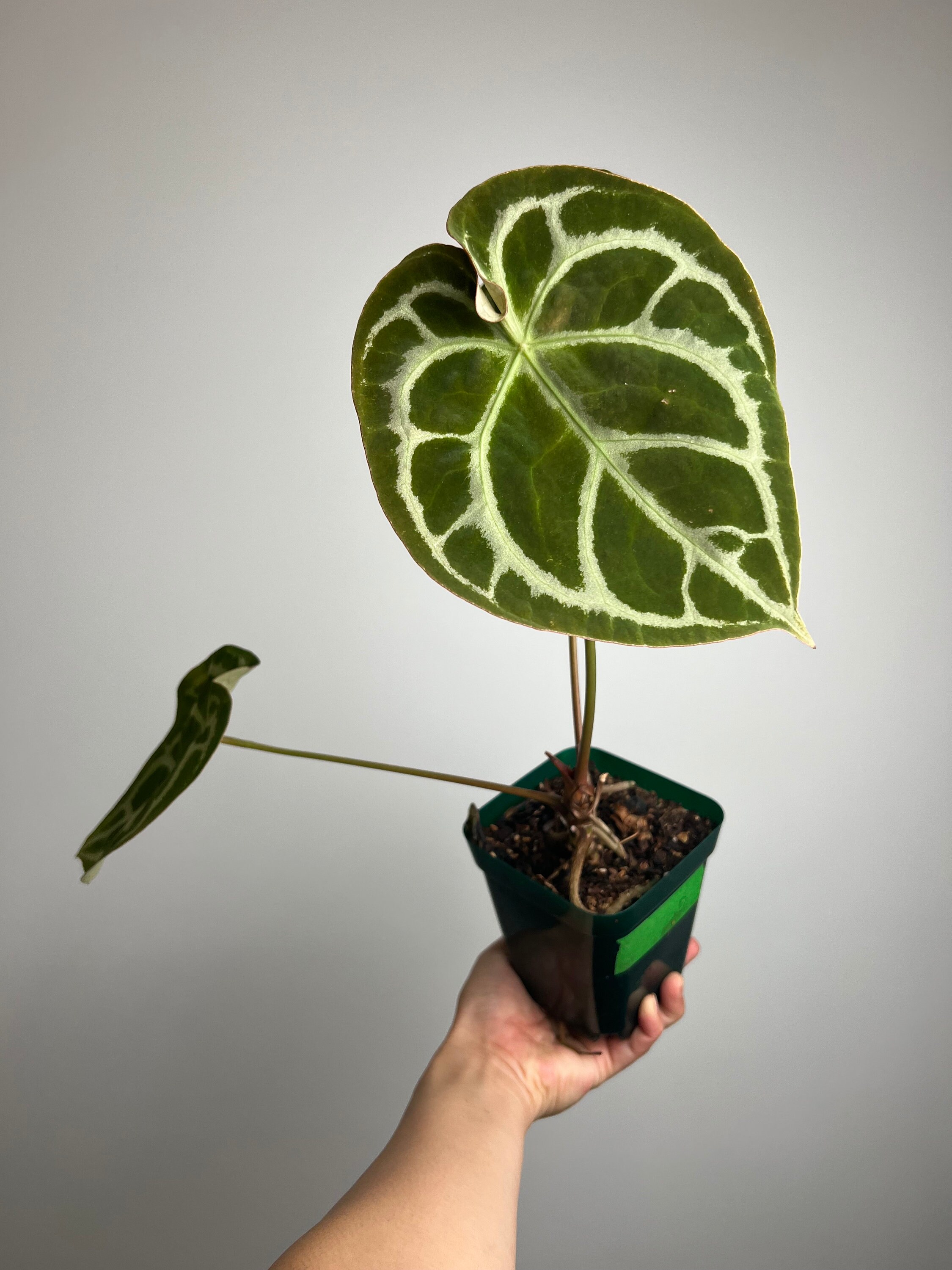 その他観葉植物 Anthurium dorayaki silver x forgetii 🌱 Anthurium Forgetii silver x Dorayaki (mother plant from