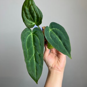 Anthurium ‘Blue Velvet’ Magnificum Hybrid - Seed grown plant