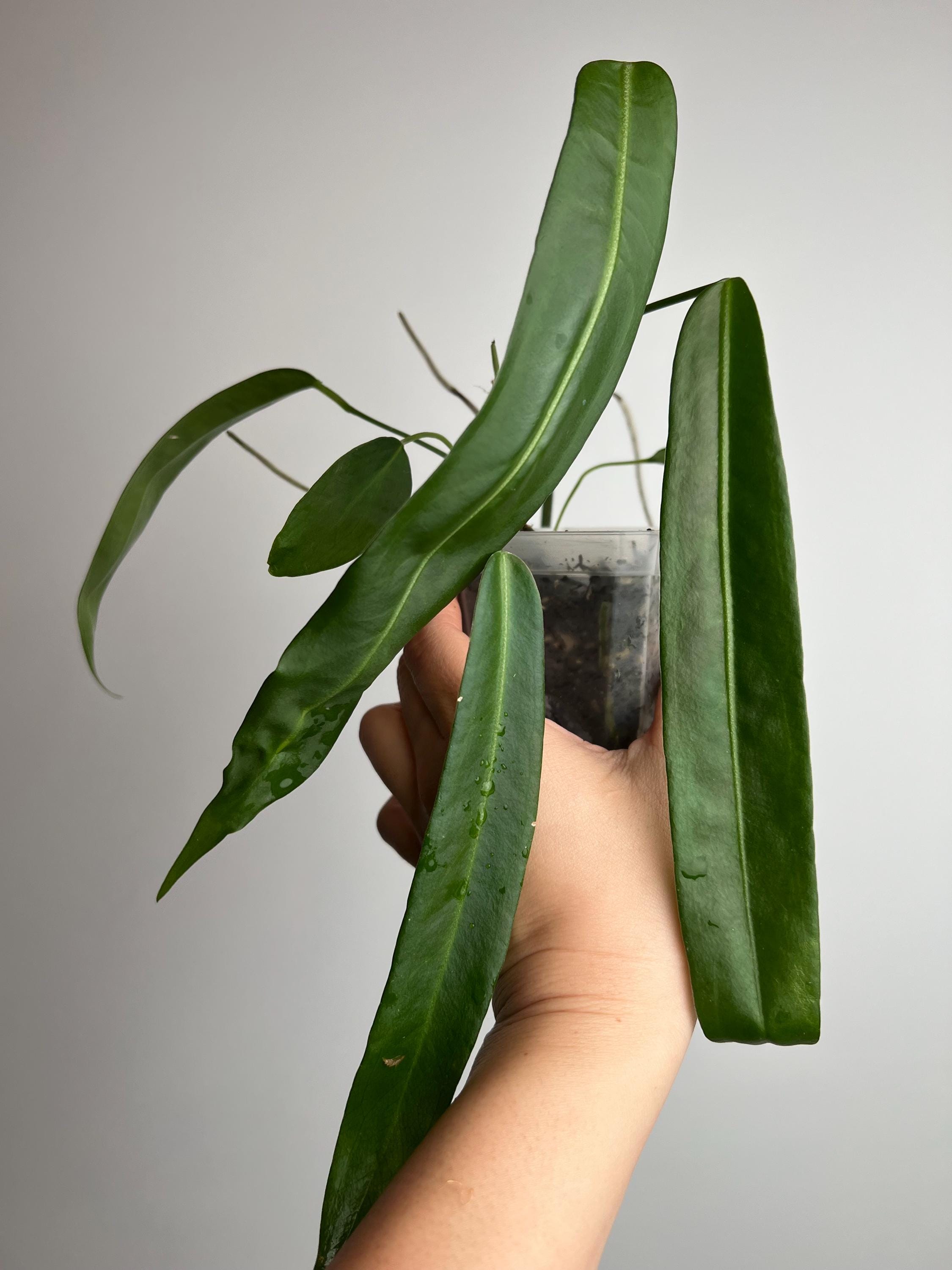 Anthurium Pallidiflorum Large Seed Grown Exact Plant - Pendant Strap  Anthurium - Etsy