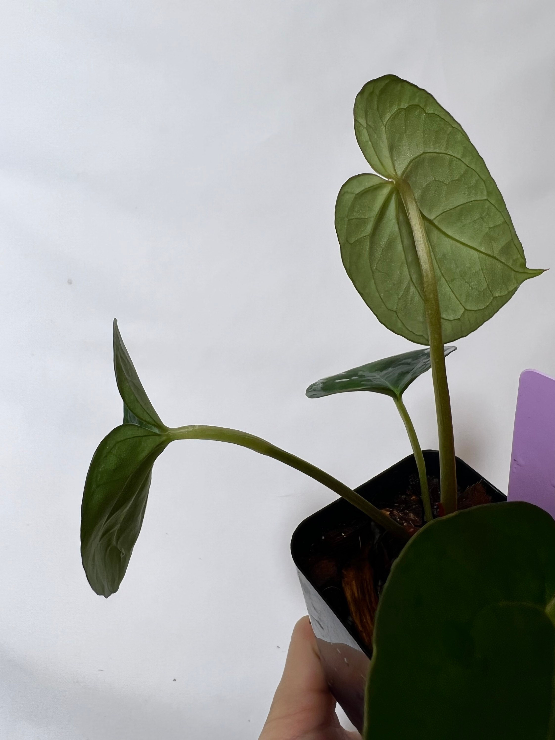 Anthurium Crystallinum X Papillilaminum - Seed Grown Hybrid Anthurium Crystallinum X Papillilaminum - Seed Grown Hybrid