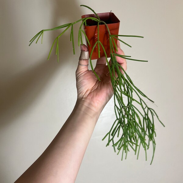 Rhipsalis Clavata - tropical epiphyte plant Jungle cactus 2” pot