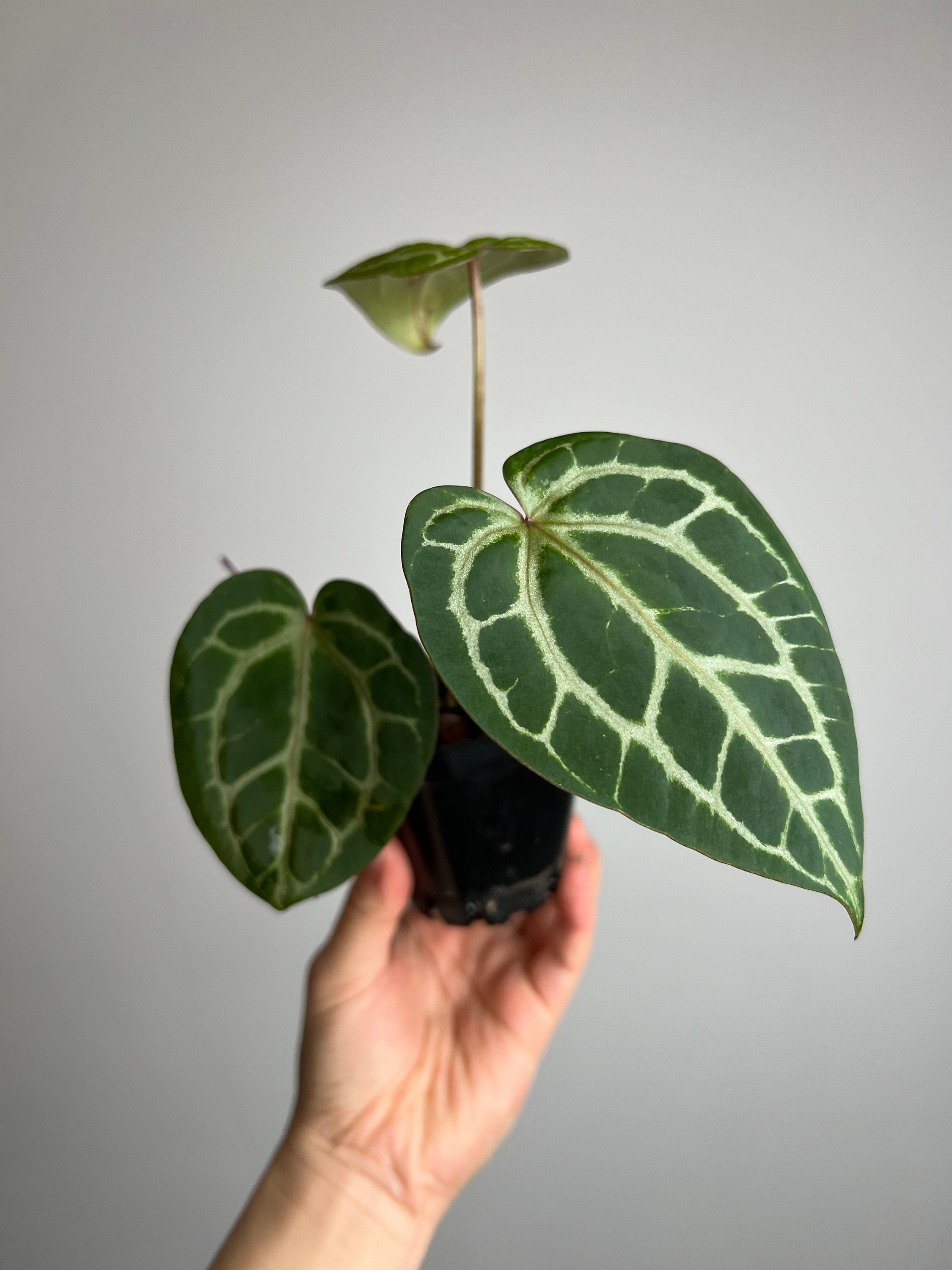 【オープニングセール】 Anthurium Doc Block F2 X Tezula Red Crystal Seed Grown その他観葉植物