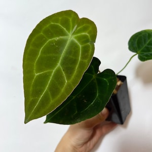 Anthurium Crystallinum x Forgetii  - Seed grown hybrid Velvet Anthurium - Aroid Plant